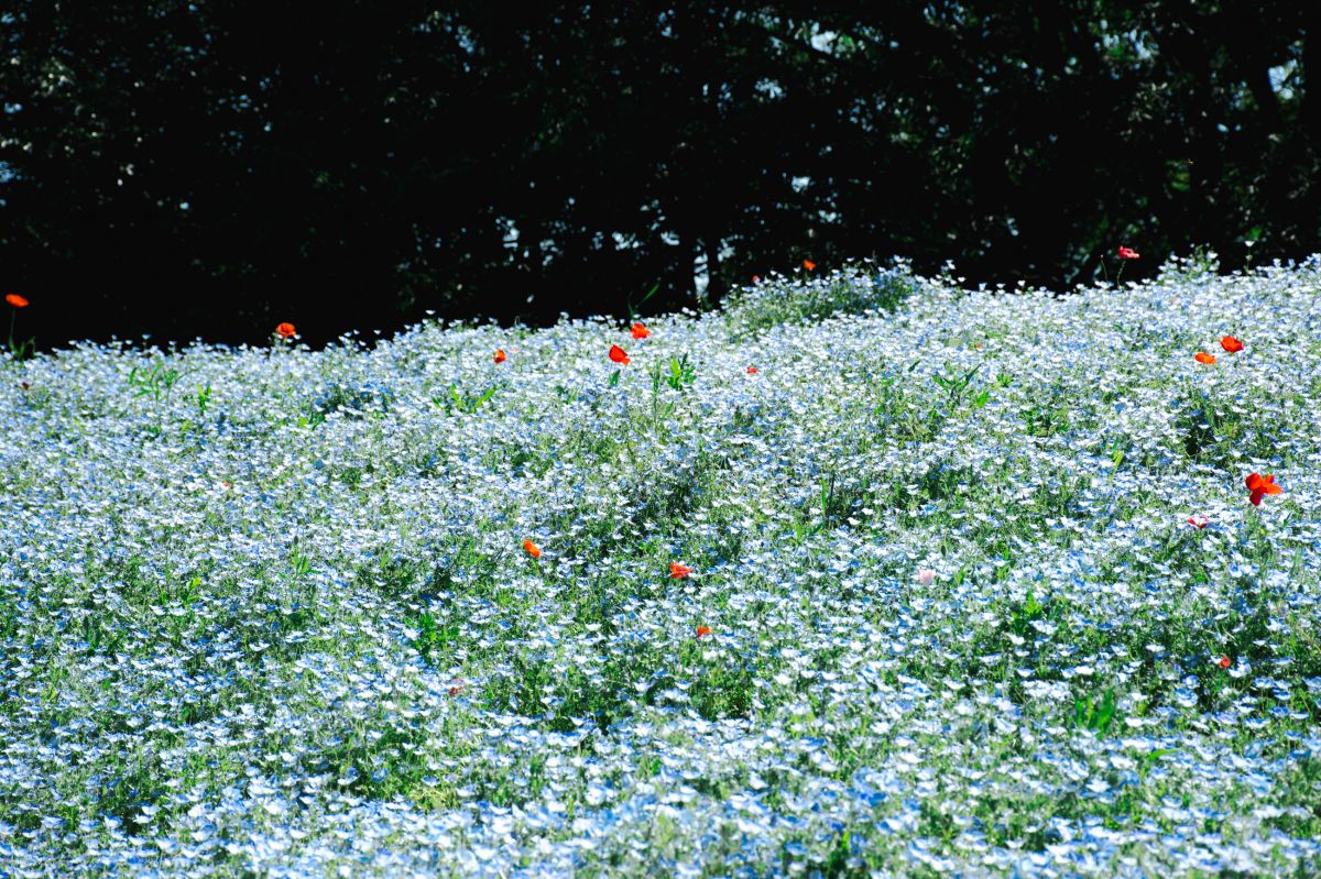 昭和記念公園　モネフィラ